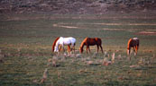 Horses feeding at sundown